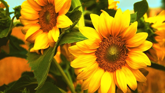 Cabbage Worms vs Harvesting Sunflowers