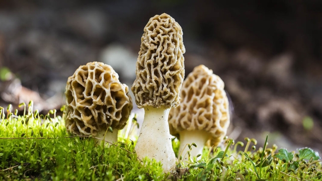 Fungi Fun: Unleash Your Inner Mycologist with Mushroom Growing!