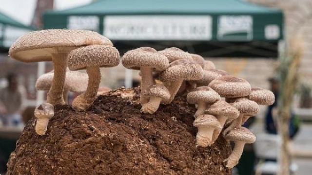 Fungi Fun: Unleashing the Magic of Mushroom Growing