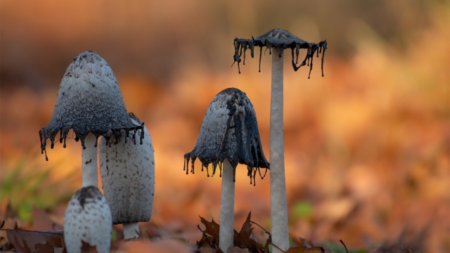 Fungi Fun: Unveiling the Secrets of Mushroom Cultivation