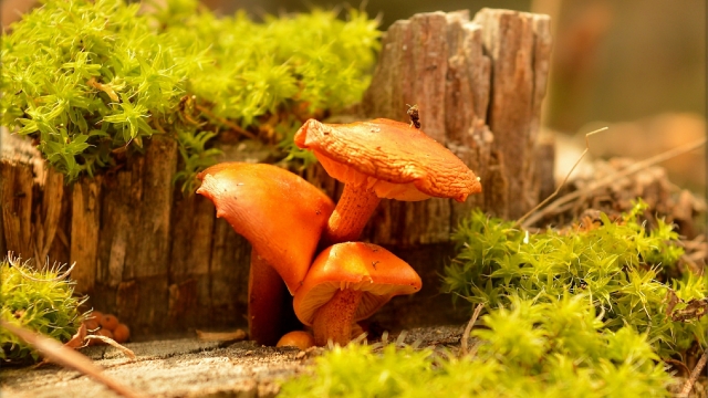 Fungi Fun: Unveiling the Secrets of Mushroom Cultivation