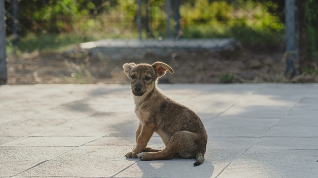 Overview of Rhode Island Doodle Puppies Breeds and Characteristics