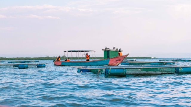 Overview of Fish Farm Management Systems