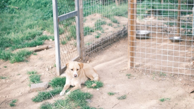 Benefits of Installing a Doggy Door